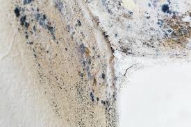 Reliable Ronkonkoma, NY Mold Inspection Solutions